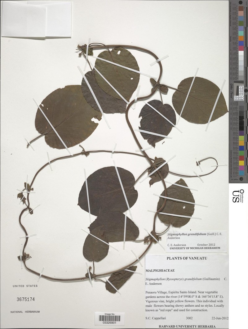 Stigmaphyllon grandifolium