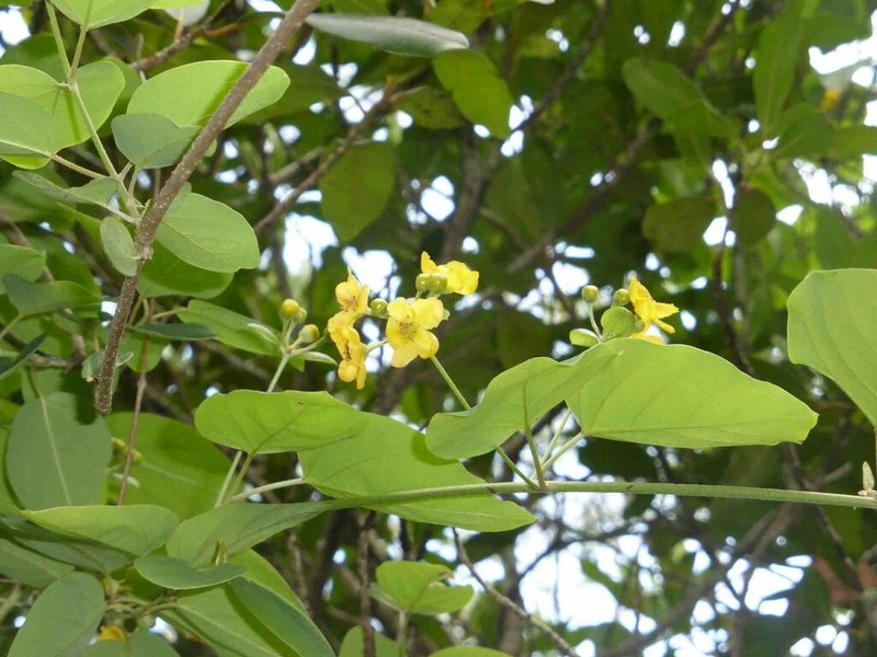 Stigmaphyllon mackeeanum photo 2