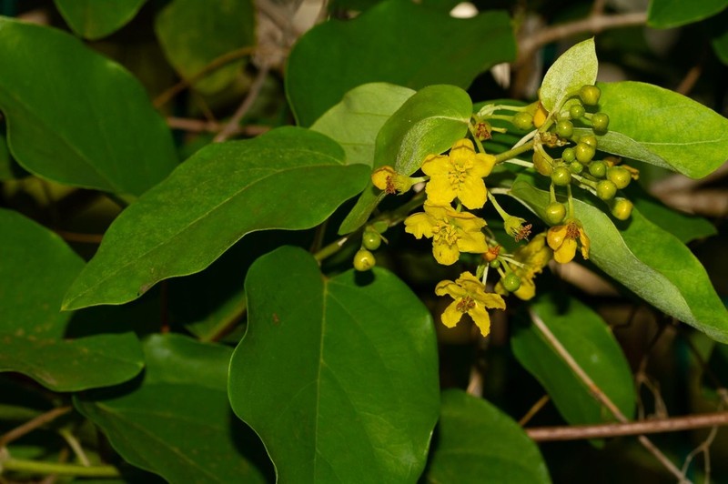 Stigmaphyllon mackeeanum photo 3