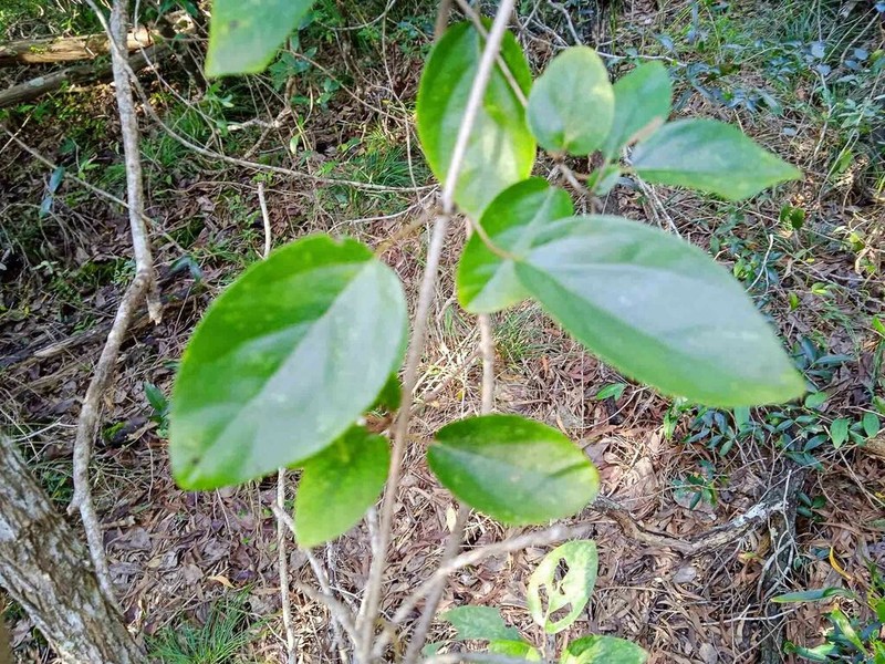 Stigmaphyllon mackeeanum photo 4