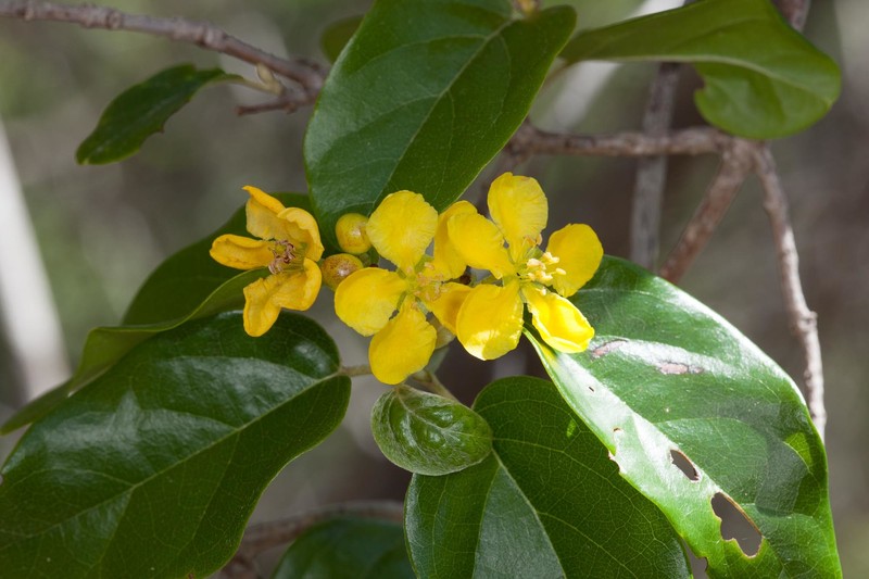 Stigmaphyllon mackeeanum photo 7