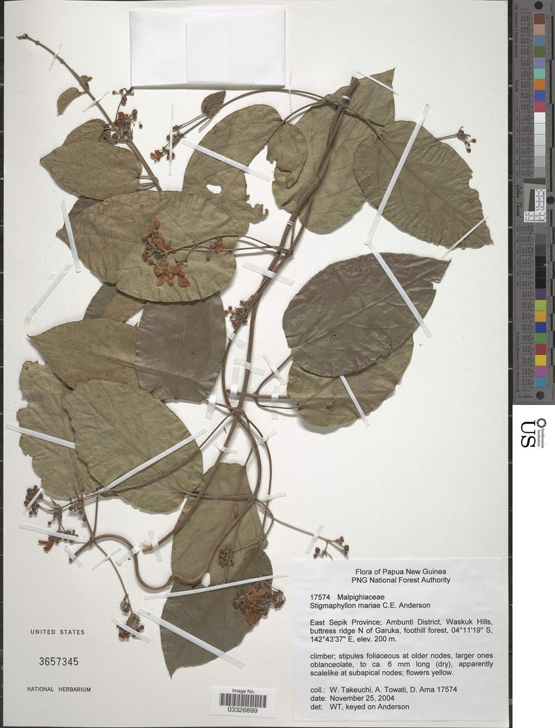 Stigmaphyllon mariae