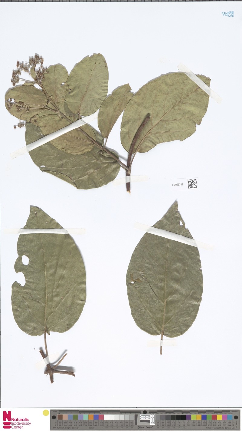 Stigmaphyllon mariae photo 2