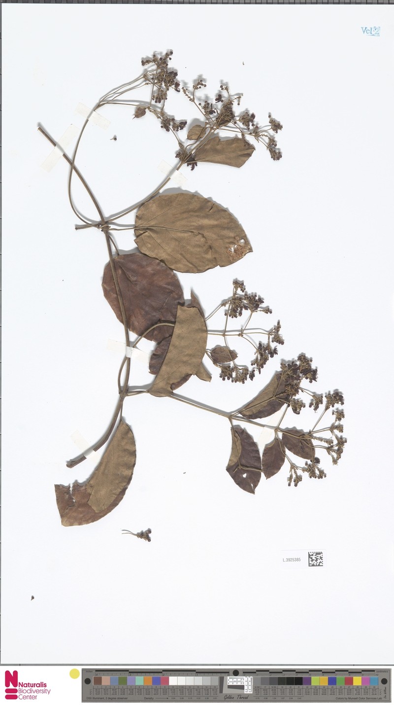 Stigmaphyllon mariae photo 3