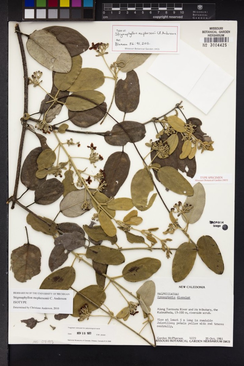 Stigmaphyllon mcphersonii