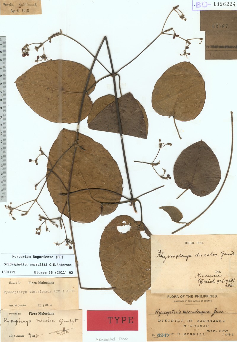 Stigmaphyllon merrillii