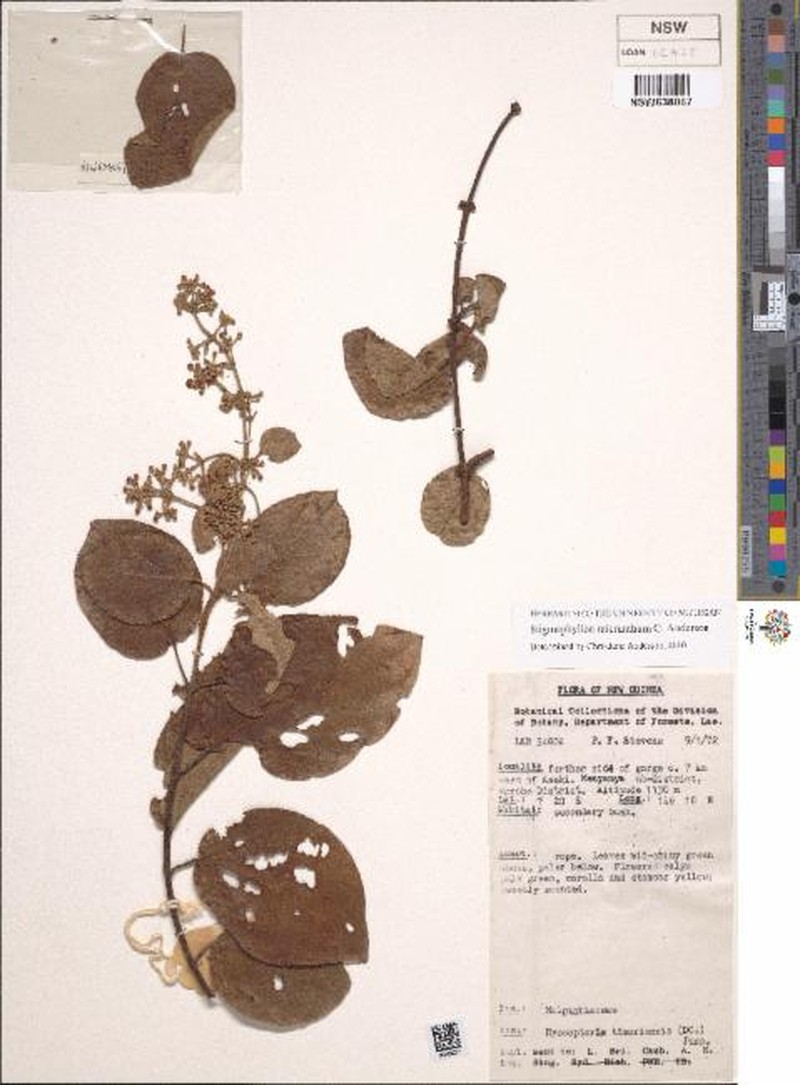 Stigmaphyllon micranthum