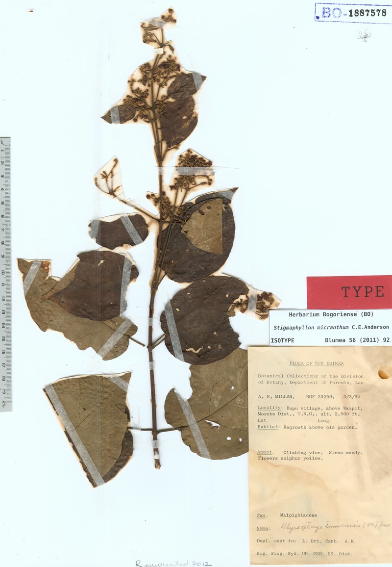 Stigmaphyllon micranthum photo 2