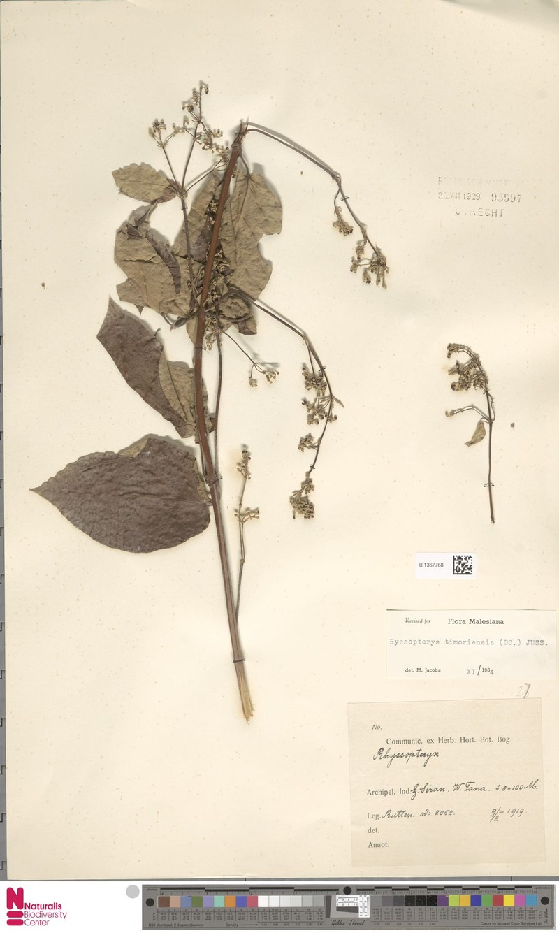 Stigmaphyllon micranthum photo 3