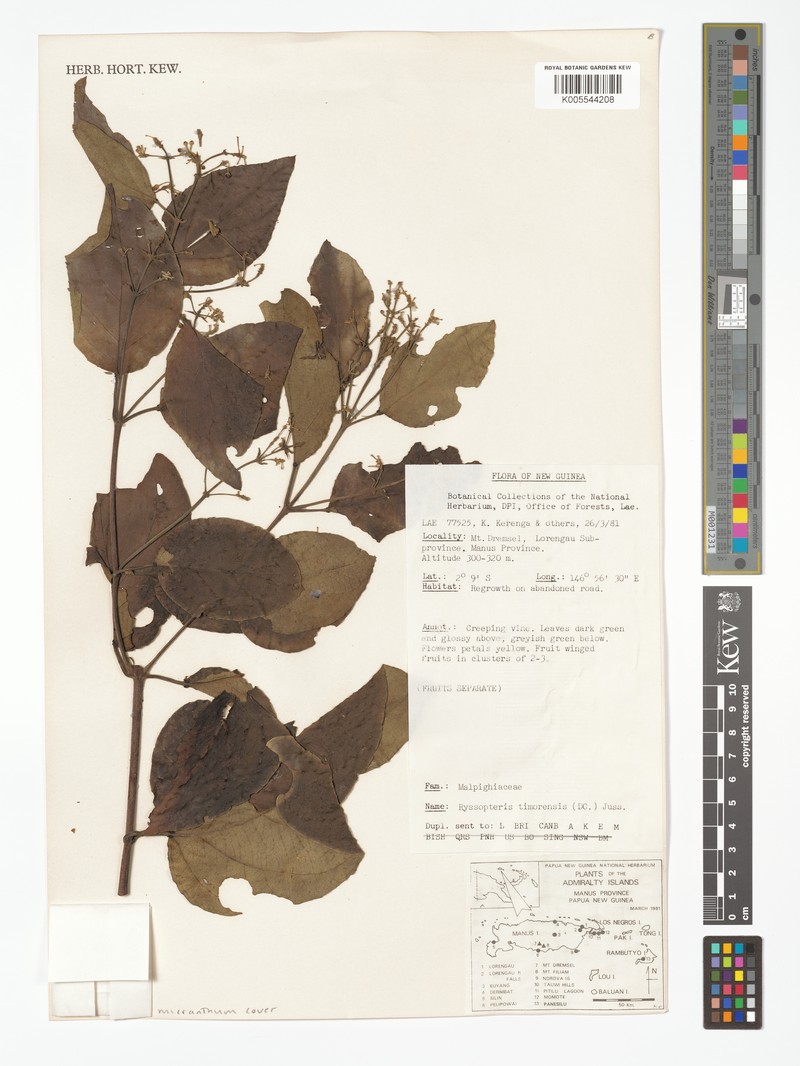 Stigmaphyllon micranthum photo 4