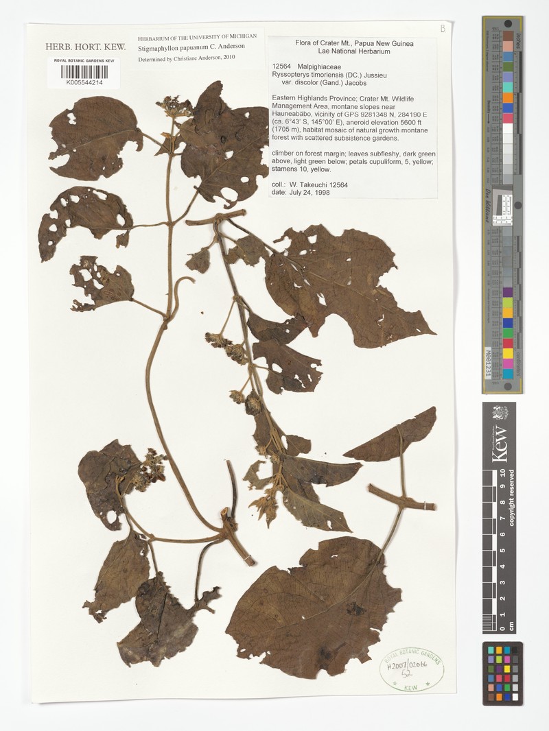 Stigmaphyllon papuanum