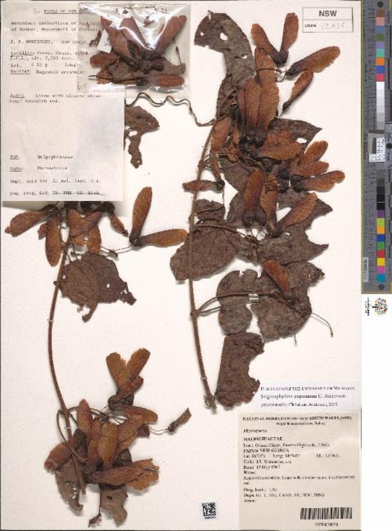 Stigmaphyllon papuanum photo 3