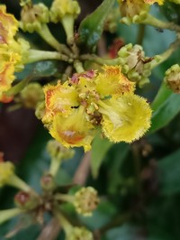 South American Amazonvine