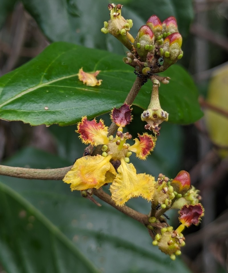 South American Amazonvine photo 2