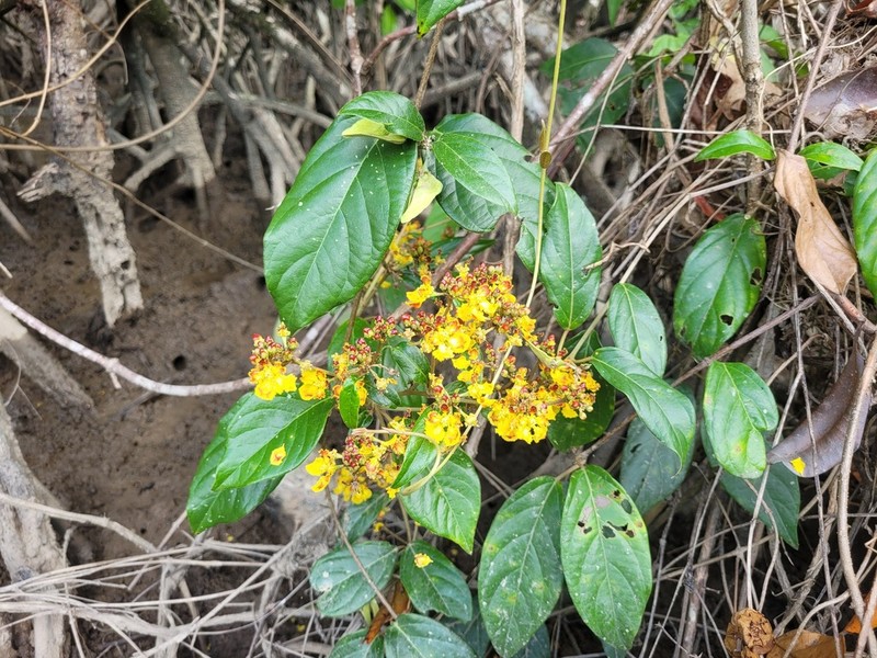 South American Amazonvine photo 3