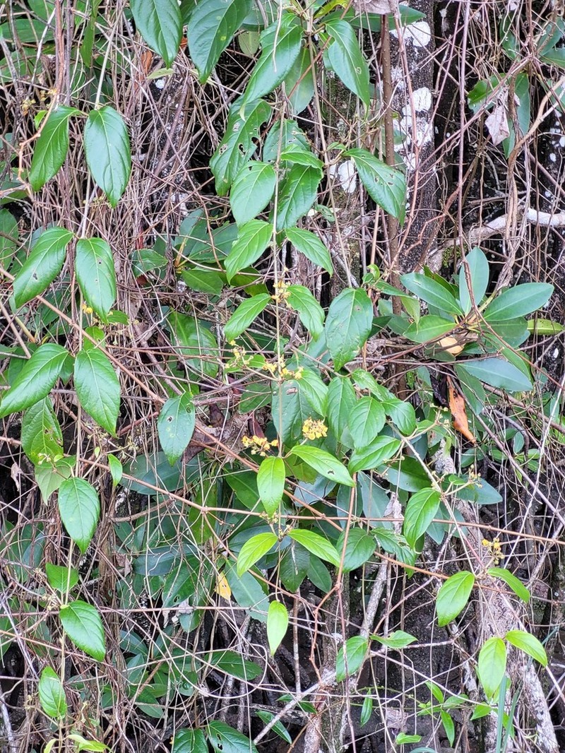 South American Amazonvine photo 4