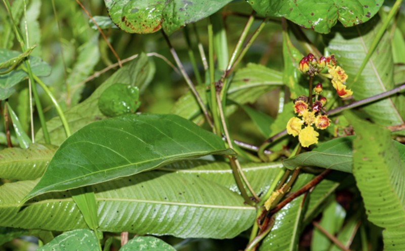 South American Amazonvine photo 6