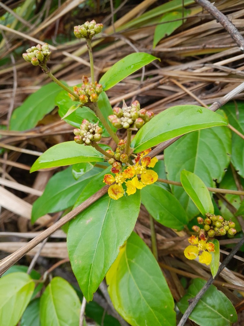 South American Amazonvine photo 7