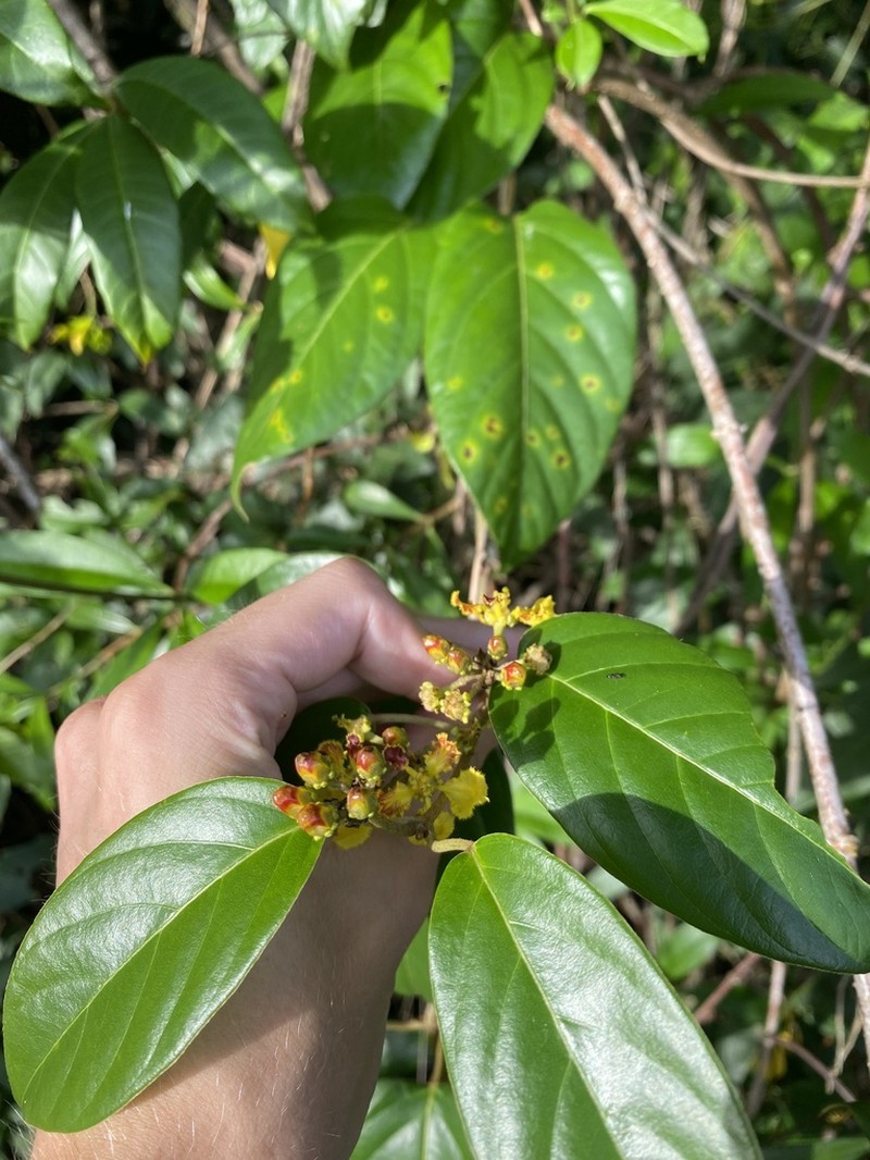 South American Amazonvine photo 8