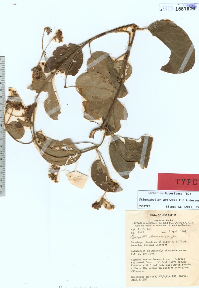 Stigmaphyllon pullenii