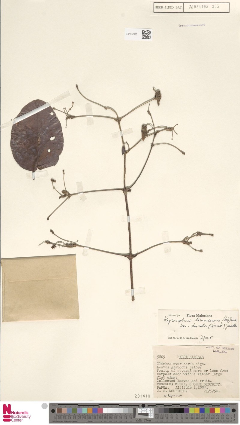 Stigmaphyllon pullenii photo 2