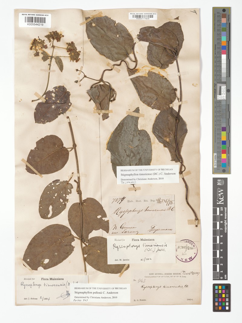 Stigmaphyllon pullenii photo 3