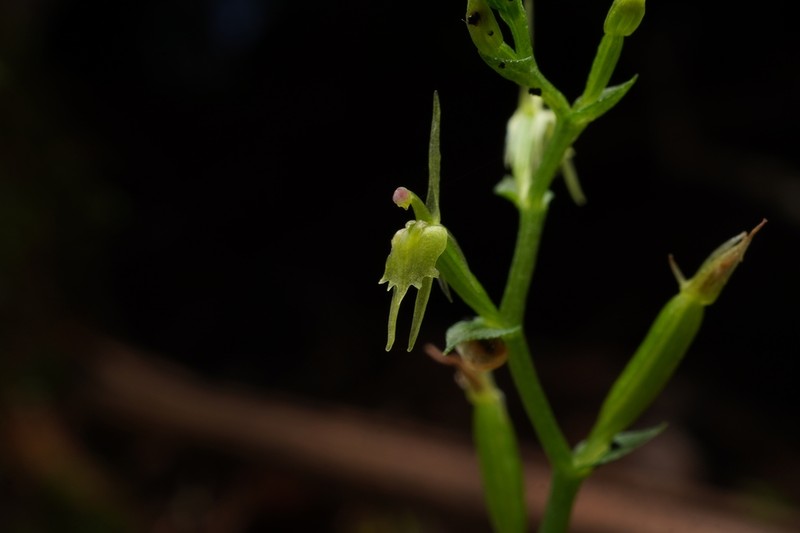Stigmatodactylus amplexicaulis