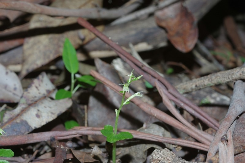 Stigmatodactylus amplexicaulis photo 2