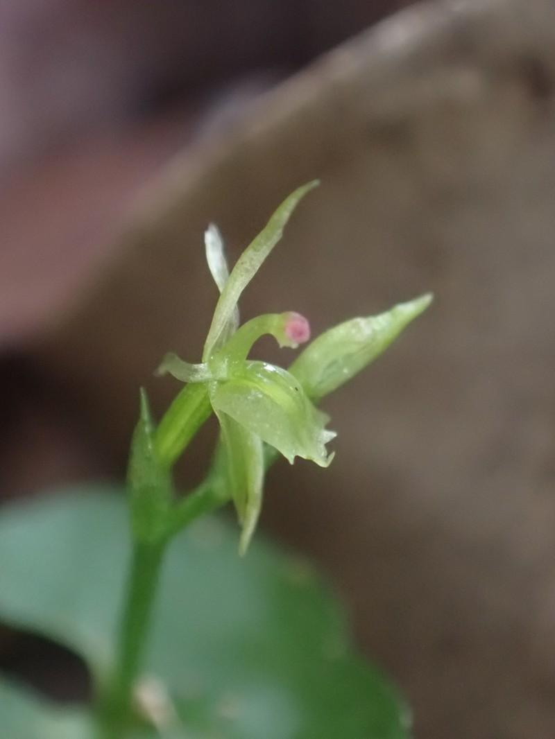 Stigmatodactylus amplexicaulis photo 3
