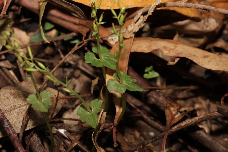 Stigmatodactylus amplexicaulis photo 4