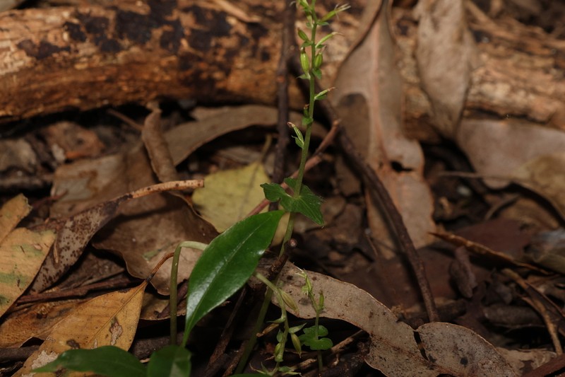 Stigmatodactylus amplexicaulis photo 5