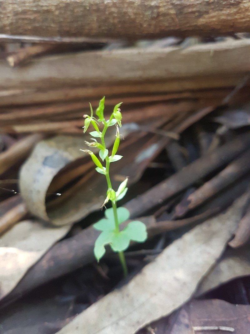 Stigmatodactylus amplexicaulis photo 6