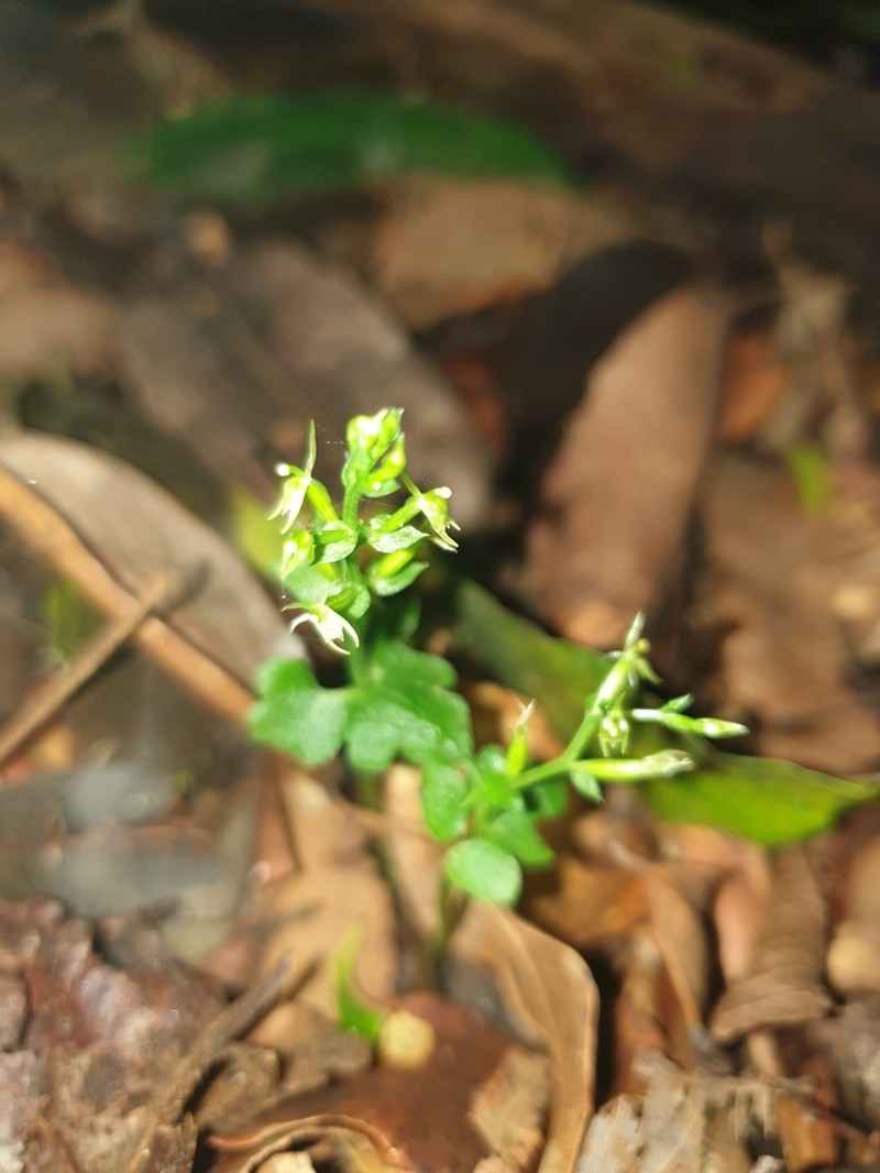 Stigmatodactylus amplexicaulis photo 8