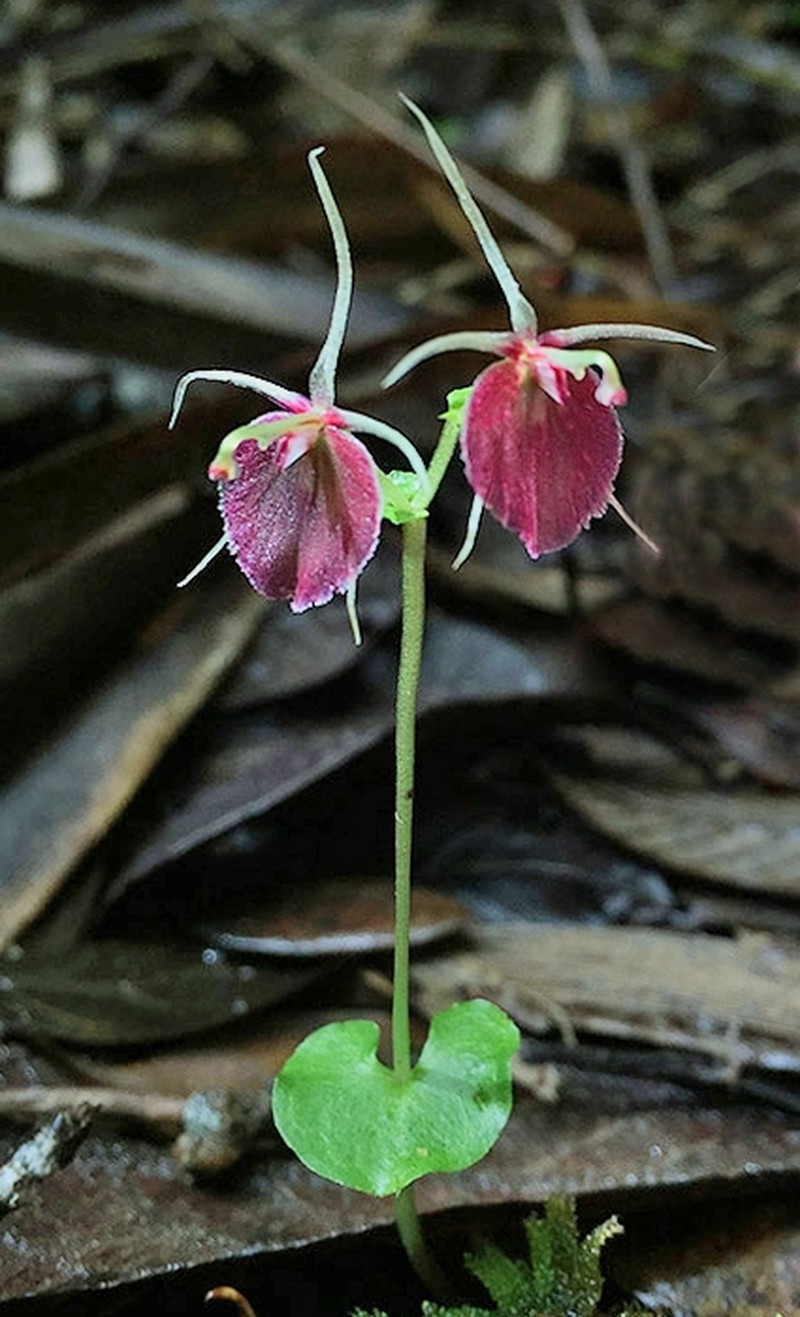 Stigmatodactylus dalagangpalawanicum