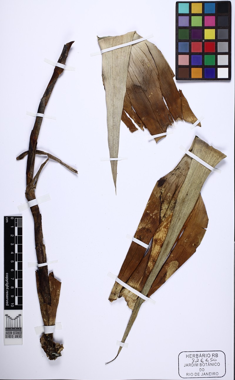Stigmatodon apparicianus