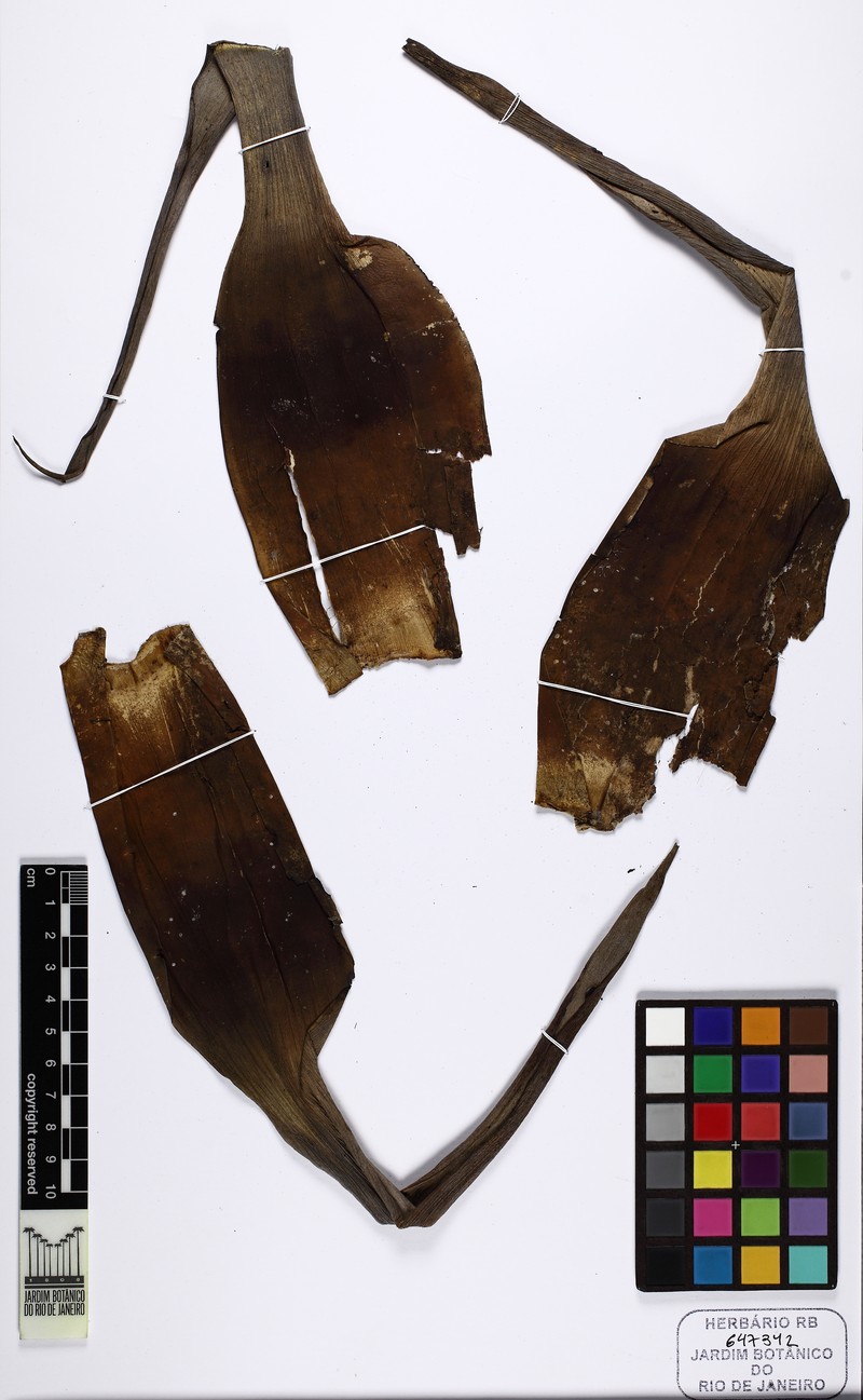 Stigmatodon apparicianus photo 2