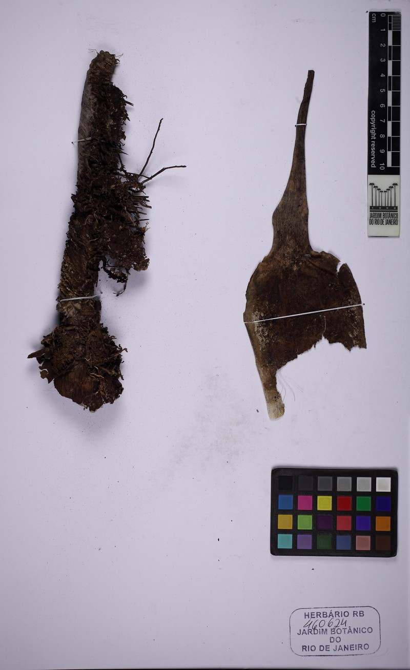 Stigmatodon apparicianus photo 3