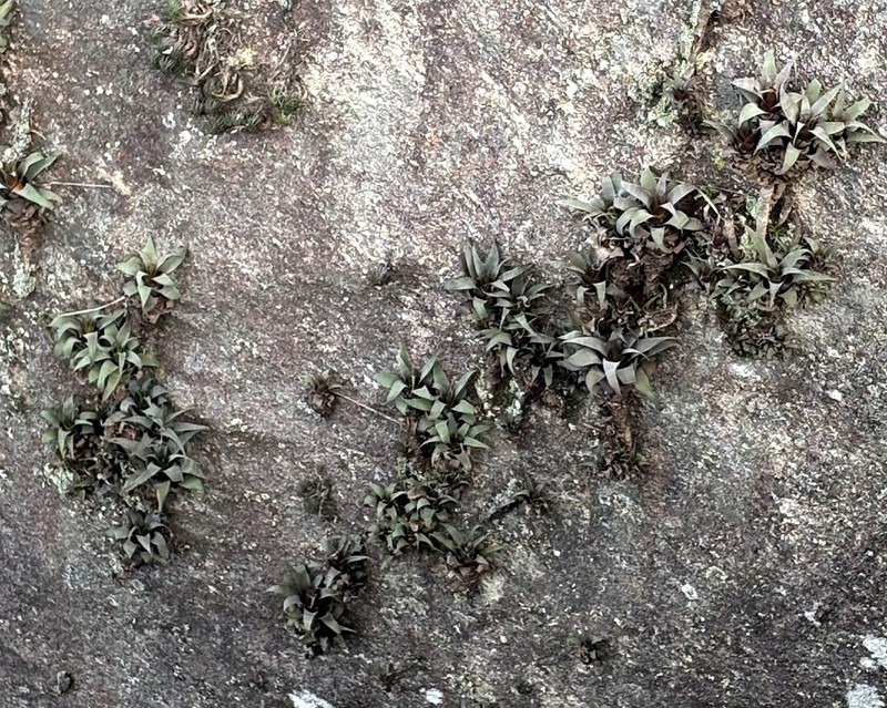 Stigmatodon brassicoides