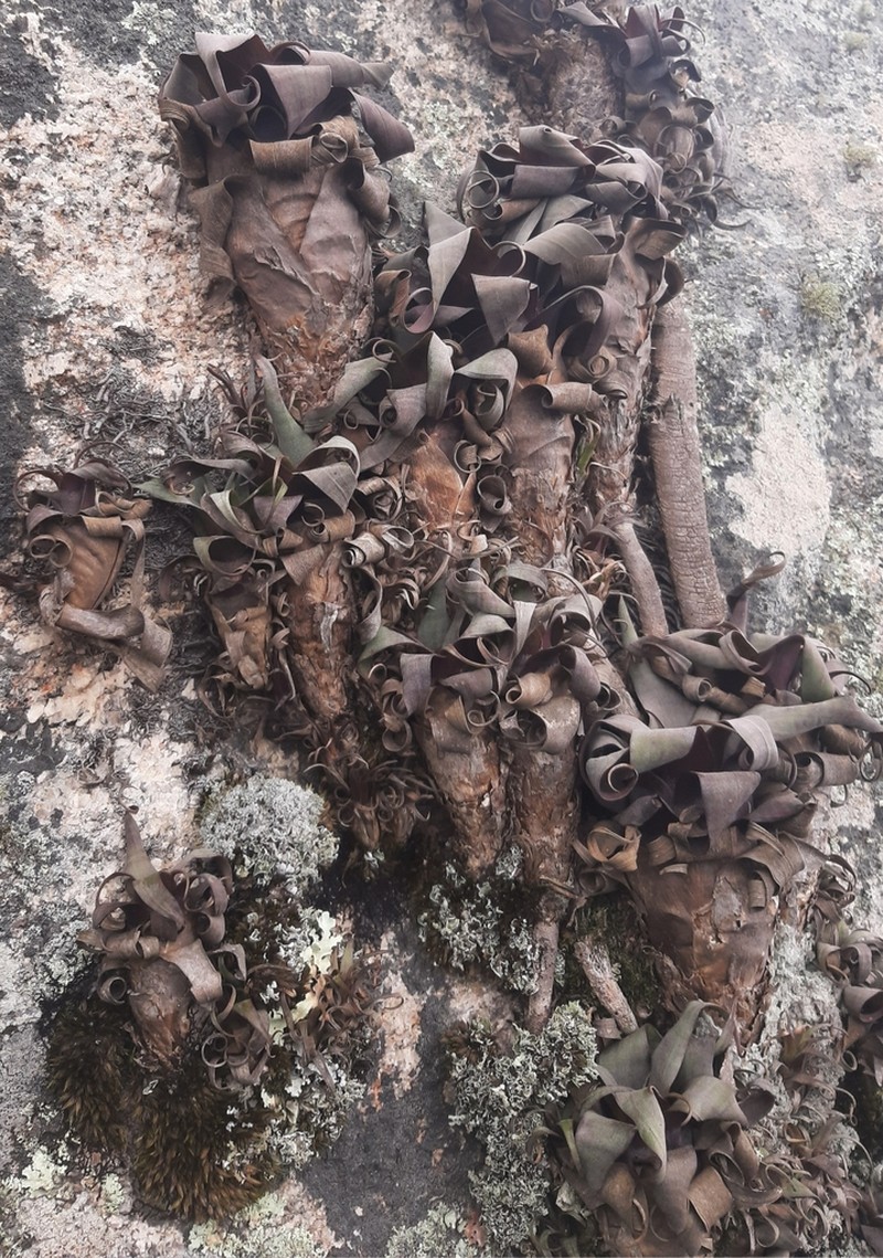Stigmatodon brassicoides photo 2