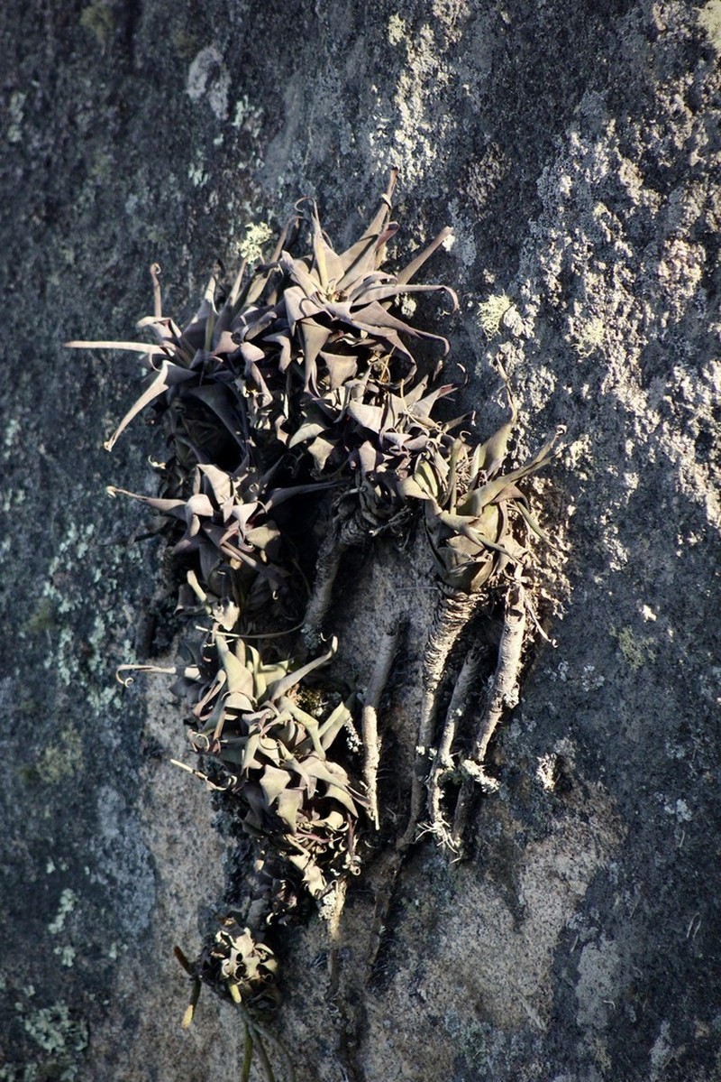 Stigmatodon brassicoides photo 5