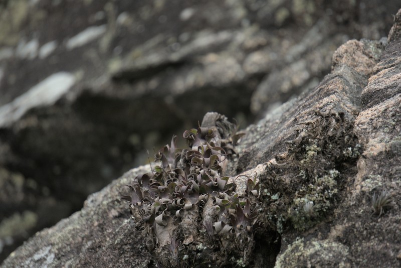 Stigmatodon brassicoides photo 7