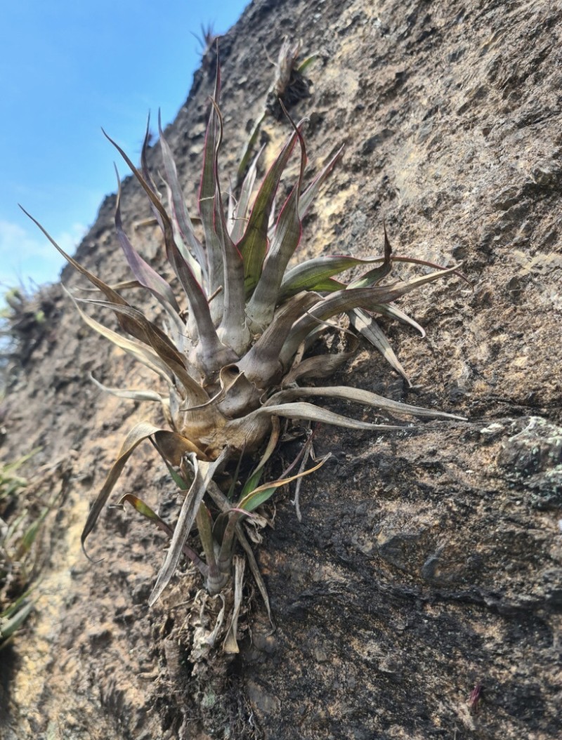 Stigmatodon costae