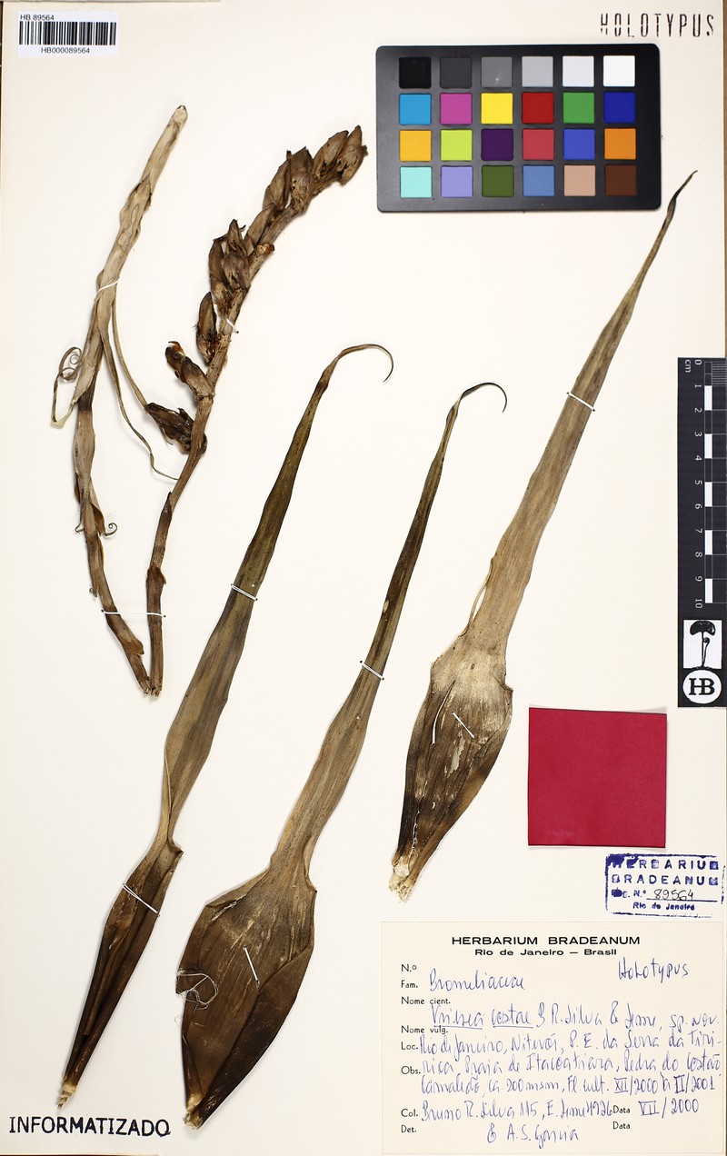 Stigmatodon costae photo 2