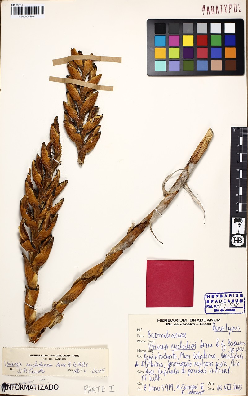 Stigmatodon euclidianus