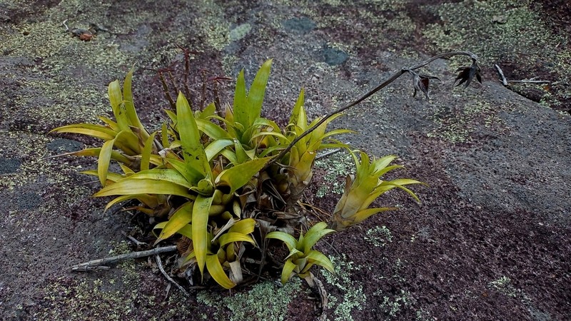 Stigmatodon freicanecanus photo 2