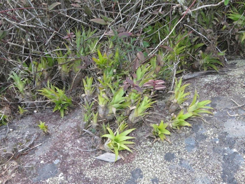 Stigmatodon freicanecanus photo 3