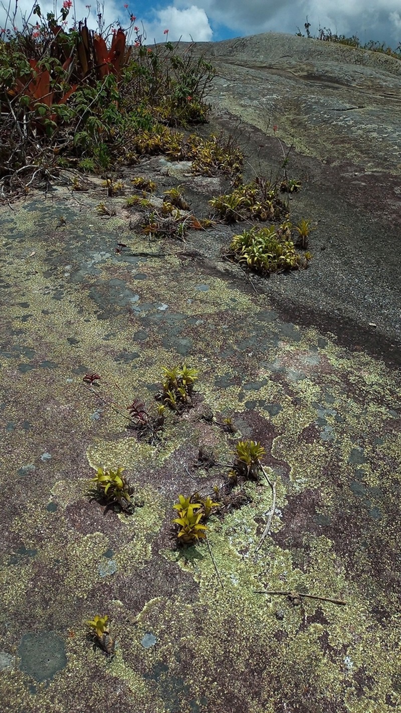 Stigmatodon freicanecanus photo 4