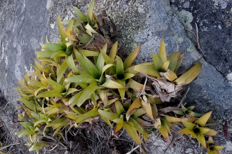Stigmatodon freicanecanus photo 5