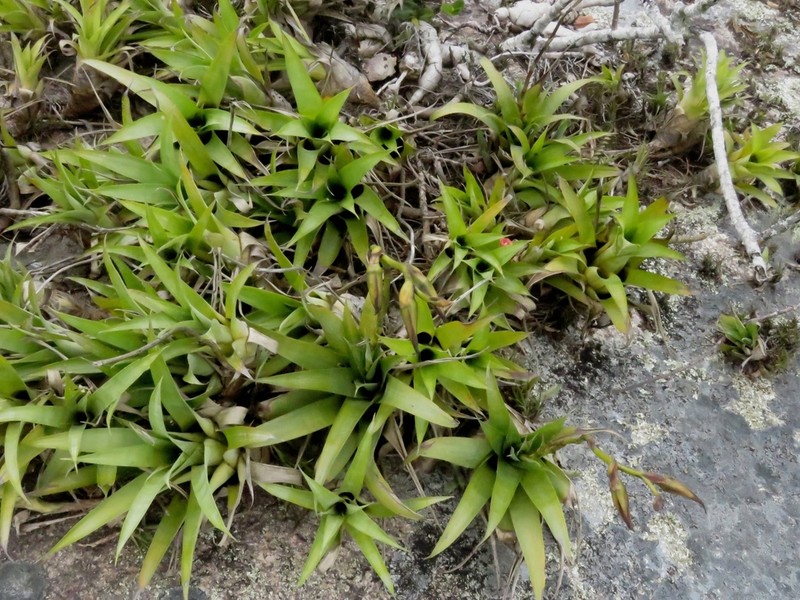 Stigmatodon freicanecanus photo 7