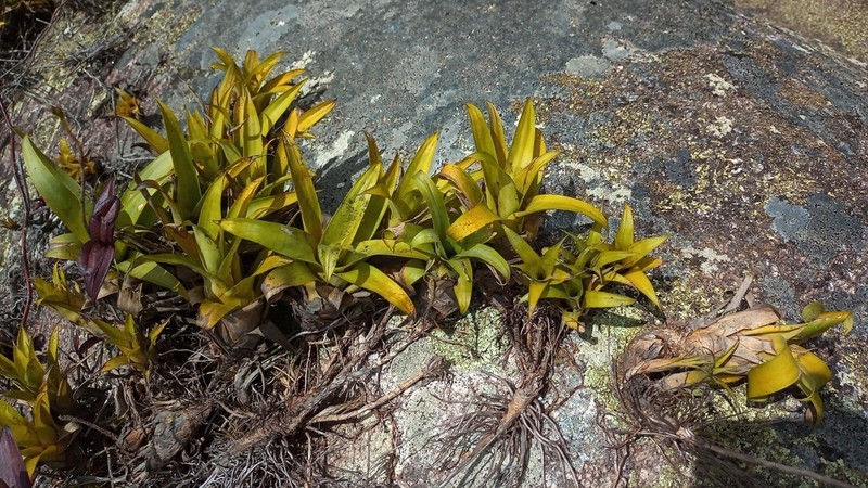 Stigmatodon freicanecanus photo 8